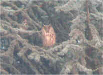 gufo2.jpg (60877 byte)