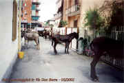 gaggiano_festa_2002_13_palio.jpg (43472 byte)