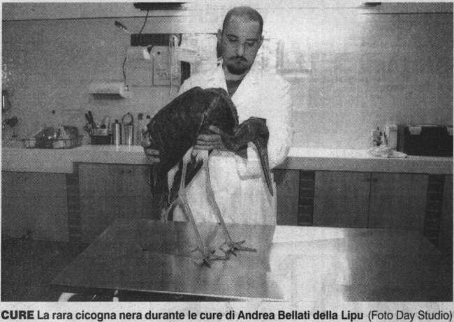 cicogna.jpg (38885 byte)